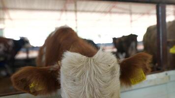 A beautiful brown cow stands in a barn, with a herd of cattle visible in the background video