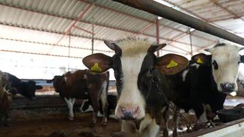 Cows are found on farms, specifically in a barn environment designated for dairy cattle video