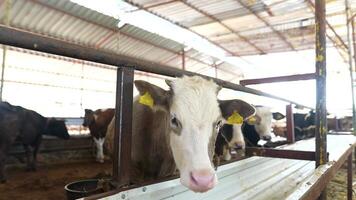Cattle Living in a Barn Exploring the Daily Life on a Dairy Farm and Its Practices video