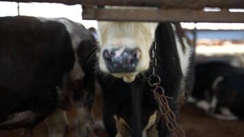 Cattle Within a Barn A CloseUp and Intimate Perspective on Farming and Agriculture video