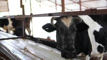An inquisitive cow in a rustic barn setting, showcasing its charm and curiosity effectively video