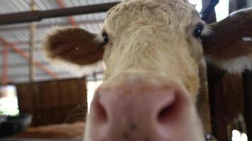 A CloseUp of a Friendly Cow Relaxing in its Barn with a Calm and Inviting Surrounding video