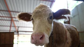 A CloseUp View of a Brown and White Dairy Cow Situated Within a Farm Environment Setting video