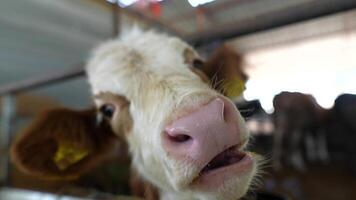 A Curious Calf with an Adorable and Playful Expression Captured in a Beautiful Moment video