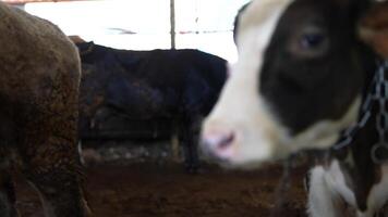 Cattle in Barn An Insightful Glimpse into Everyday Farm Life and Routine Activities video