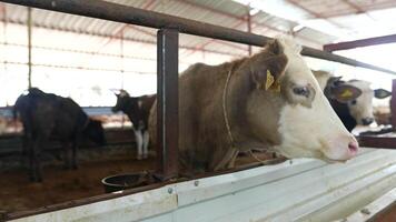 Cattle within the context of a contemporary farm environment and agricultural practices video