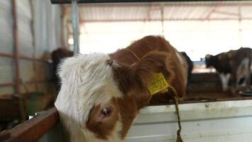 A Young Calf Set in a Traditional Barn Setting with an Identification Tag Attached to It video