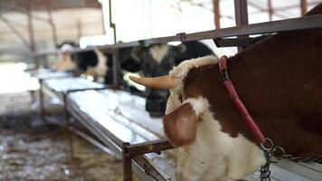 Inside the barn, you can observe dairy cows peacefully resting in a comfortable environment video