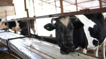 Dairy Cows in Barn Embracing Sustainable Farming Practices for a Healthy Ecosystem video