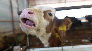 A Curious Calf Enjoying Its Farm Habitat with a Cozy Environment and Playful Nature video
