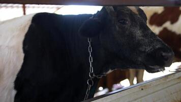A Cow Residing in a Dairy Farm Environment Based on Agricultural Practices and Farming Techniques video