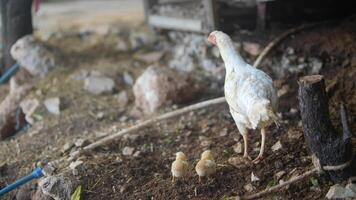 A charming scene depicts a Mother Hen alongside her adorable Chicks in a serene rural setting video