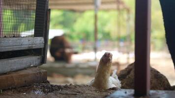 Chickens can be seen happily roaming freely in a typical farmyard environment setting video