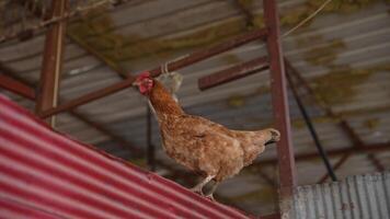 un curioso gallina aventurero explorador el único estructura de el patio ambiente video