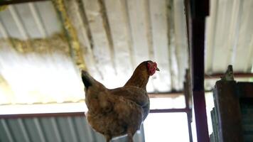 A Hen Standing Proudly in a Tranquil Farm Setting, Embraced by Natures Beauty All Around video