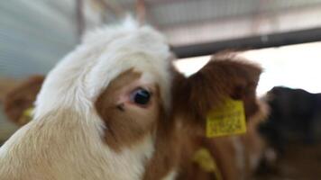 A CloseUp Image of a Cow Positioned in a Beautiful Farm Setting and Environment video