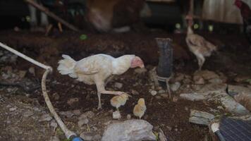 Chickens and their adorable chicks thrive in a diverse and natural farm environment video