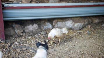 An Encounter Between a Dog and a Chicken in a Beautiful and Serene Rural Setting video