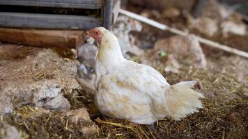 The Farm Chicken Nesting Within a Natural Barn Environment, Emphasizing its Habitat and Needs video
