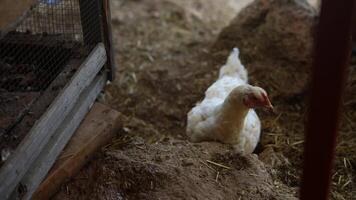 Chickens can be found within a charming Farmyard Setting, happily enjoying their surroundings video