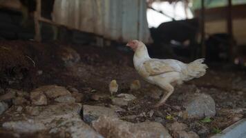 A FreeRanging Chicken Roaming Freely in a Rustic Farm Setting Surrounded by Nature video