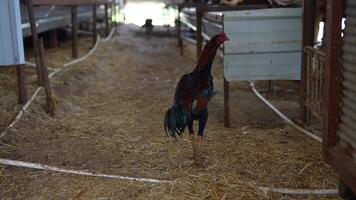 A Vibrant and Colorful Rooster Flourishing in a Rustic Barn Environment Setting Amidst Nature video