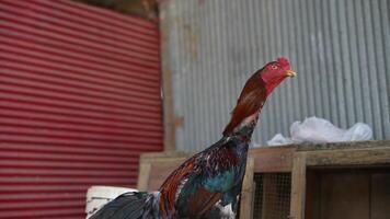 A Vibrant Rooster Displaying Its Majestic Coloration in a Beautiful Natural Setting video