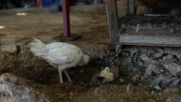 A White Chicken can be seen foraging playfully in a rustic Barnyard environment today video