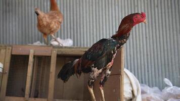 A Colorful Rooster and Hen Gracefully Positioned in a Picturesque Farm Environment Setting video