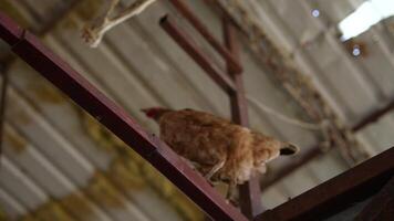 A Charming Chicken is Playfully Roaming Around on a Roof Beam with a Delightful View video