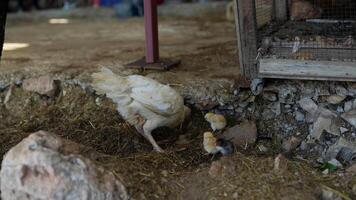 Chickens explore and interact with their farmyard environment, foraging for food and playing video