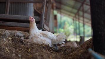 Freerange chickens enjoying a relaxing time in a wholesome and organic farm environment video