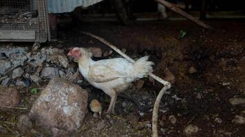 FreeRange Chickens foraging freely in a picturesque Farmyard Setting filled with diversity video