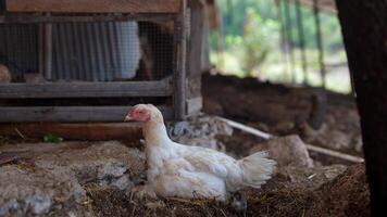 A White Farm Chicken Relaxing Peacefully in Its Natural Habitat Surrounded by Nature and Greenery video