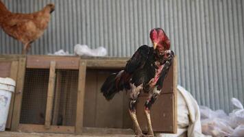 A Unique Rooster Proudly Standing in a Rustic Barn Setting with Beautiful Surroundings video
