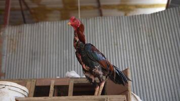A Vivid Rooster is Hanging in a Scenic and Rustic Rural Setting, Capturing the Essence video