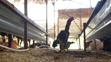 Chickens in a Farm Environment, exploring their life within an agricultural setting video