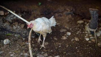 A Unique White Chicken Happily Exploring Its Beautiful Natural Habitat in the Countryside video