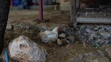 FreeRanging Chicken in Its Beautiful and Natural Habitat in the Countryside Environment video