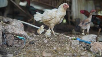 A hen and her adorable chicks can be seen in a picturesque rural setting, showcasing nature video