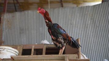 A Vibrant Rooster Proudly Displaying Its Colorful Plumage in a Rustic Country Setting video
