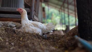 A serene scene featuring a white chicken comfortably resting in a tranquil farmyard setting video