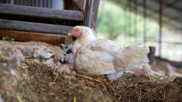 A Chicken Calmly Relaxing in a Beautiful Farm Setting Surrounded by Natures Bounty video