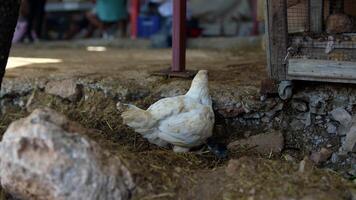 Freerange Chicken roaming freely in a traditional Farm Setting surrounded by nature video