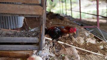 FreeRange Chickens are Exploring their Rustic Coop Environment in the Lovely Countryside video