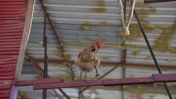 A cheerful chicken is perched comfortably in a barn that features a rustic roof design video