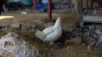A white hen is actively foraging for food on the ground of a farm ecosystem environment video