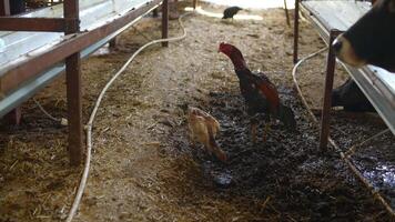Chickens Living in a Farm Environment and Their Role in Agriculture and Community Life video