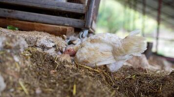 Chickens are resting peacefully in a serene farm, enjoying their comfortable surroundings video