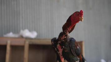 A Unique Rooster Captured in a Beautifully Rustic and Tranquil Setting Surrounded by Nature video